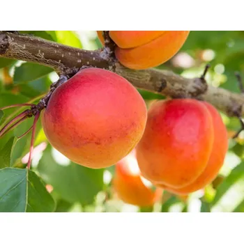 Sazenice Meruňka 'Larclyd'® Balení: prostokořenný stromek