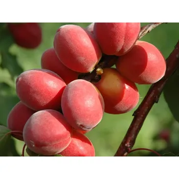 Sazenice Meruňka 'Sunrosso' Balení: prostokořenný stromek, Podnož: semenáč