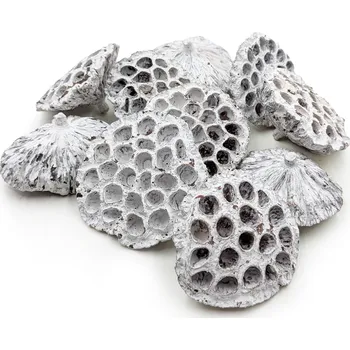 mech-mech.cz Sušený Lotos vel. XXL - Bílý 10 ks