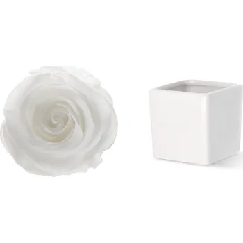 Stromeček Princess (Stabilizovaná aranž – originální stromeček ze stabilizovaných rostlin)