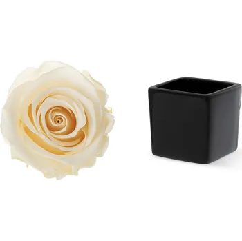 Stromeček Princess (Stabilizovaná aranž – originální stromeček ze stabilizovaných rostlin)