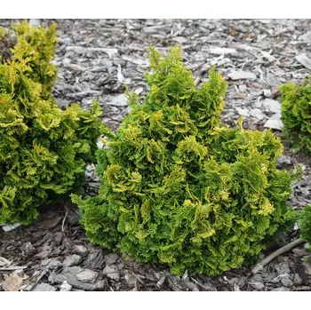 Chamaecyparis Aurora C2L 10 - 15 cm