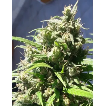 Semeno ACE Seeds Oaxaca A5 Haze Počet ks Feminizované: 1