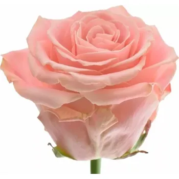 umělá květina Růžová růže SOPHIA LOREN 70cm (XXL) SUPER