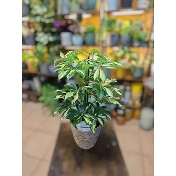 Schefflera Gerda