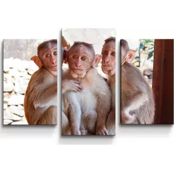 Obraz Sablio Obraz - 3-dílný Opičky - 75x50 cm