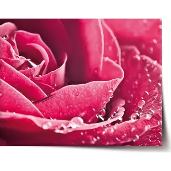 Plakát Sablio Plakát Detail růže - 60x40 cm