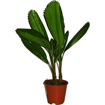 Sazenice Palma Licuala Licuala XL 24 - 27 cm