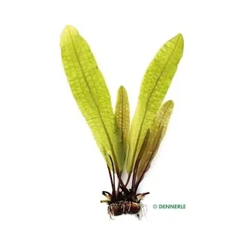 Akvarijní rostlina Aponogeton boivinianus KN