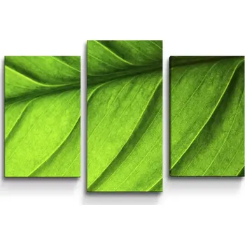 Obraz Sablio Obraz - 3-dílný List - 75x50 cm