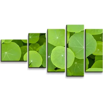 Obraz Sablio Obraz - 5-dílný Listy leknínu - 100x60 cm
