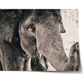 Plakát Sablio Plakát Slon - 90x60 cm