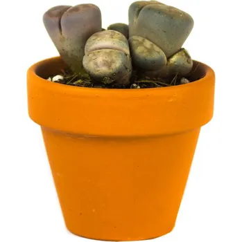 Sukulenty Mix, průměr 8,5 cm - Zachraň Kytku