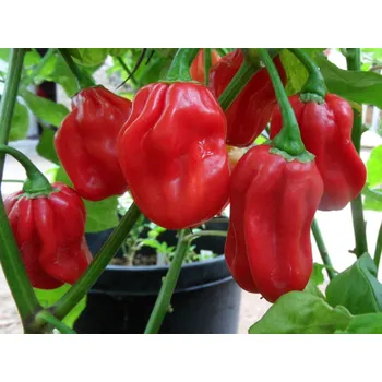 Rybářský háček Habanero Red 10ks (balení 10)