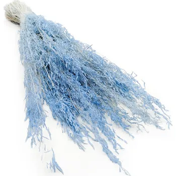 mech-mech.cz Sušená Třeslice (Briza Segromigno) - Modrá