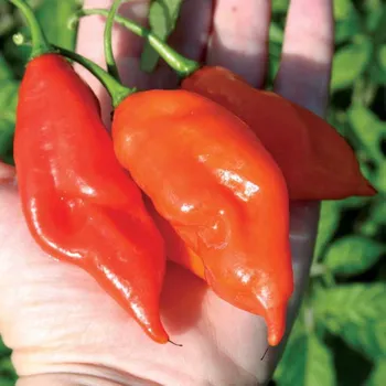 Rybářský háček Habanero Maya Red 10ks (balení 10)