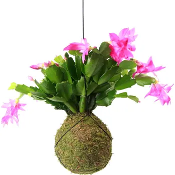 Bytová dekorace Gardners Kokedama Schlumbergera (M) Vánoční kaktus