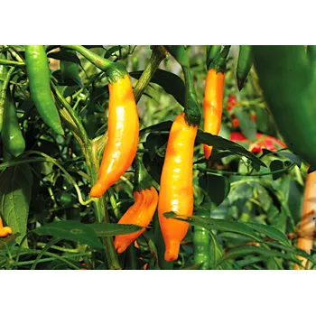 Rybářský háček Aji Amarillo 10ks (balení 10)