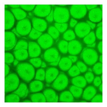 Speciální výtvarná barva Barva Pébéo Fantasy Prisme 45ml – 63 Fluorescent green