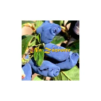 Sazenice Zimolez kamčatský ´Aurora´ (Lonicera kamtschatica ´Aurora´)