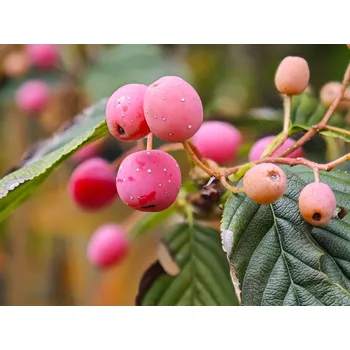 Sazenice Jeřáb olšolistý 'Red Bird' Balení: kontejner C5, Tvar: roubováno na kmínku, výška 100-120 cm