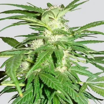 Semeno Nirvana - Aurora Indica regular 10 ks