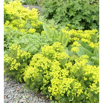 Sazenice Pryšec chvojkový 'FENS RUBY' kont. 0,5 l