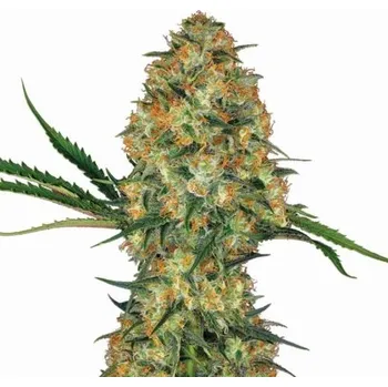 Semeno Nirvana - Hindu Kush Auto 5 ks