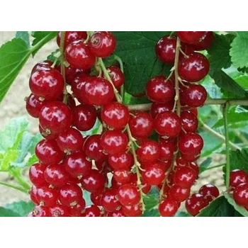 Sazenice Rybíz červený 'Kozolupský raný' Balení: prostokořenný stromek