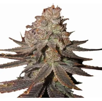 Semeno Nirvana - Blueberry Auto 5 ks