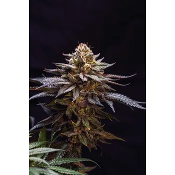 Semeno FastBuds Gorilla Melon Balení: 10ks