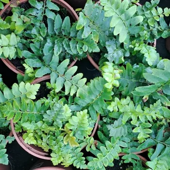 Sazenice Polystichum acrostichoides