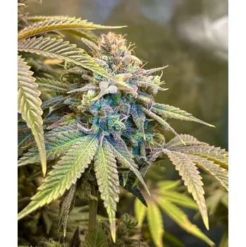 Semeno FastBuds Lemon Mandarin Balení: 1ks