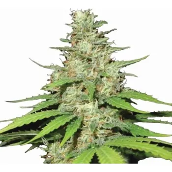 Semeno Nirvana - Top-44 regular 10 ks