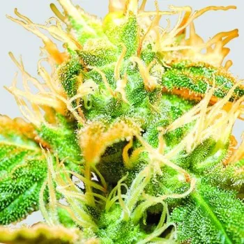 Semeno Nirvana - Jock Horror regular 10 ks