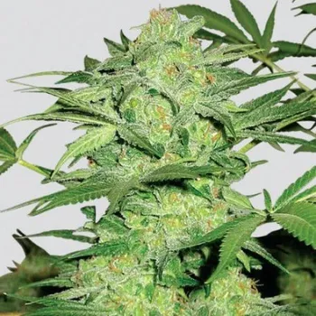 Semeno Nirvana - Northern Lights regular 10ks