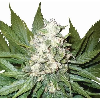 Semeno Nirvana - Wonder Woman Auto 5 ks