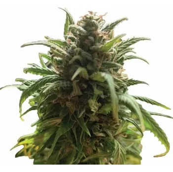 Semeno Nirvana - Blue Dream regular 10 ks