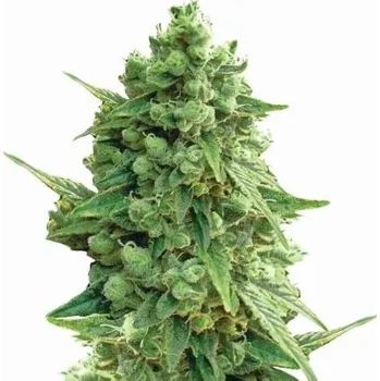 Semeno Nirvana - Hawaii Maui Waui Auto 5 ks