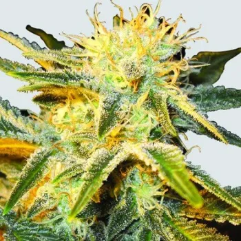 Semeno Nirvana - Ice regular 10ks