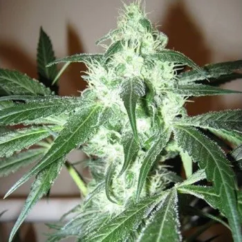 Semeno Nirvana - Ice 5 ks