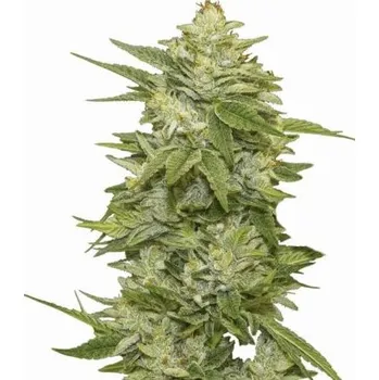 Semeno Nirvana - GG-48 5 ks