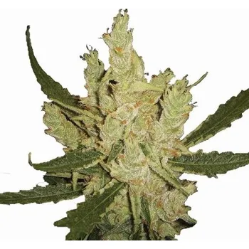 Semeno Nirvana - Amnesia regular 10 ks