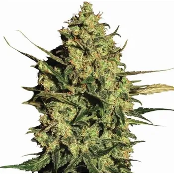 Semeno Nirvana - Master Kush Auto 5 ks