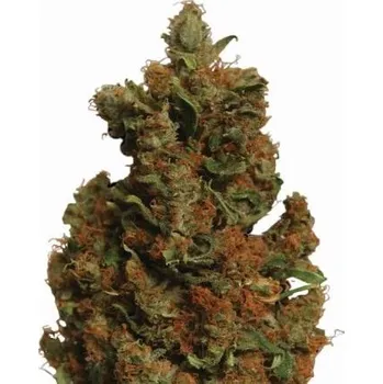 Semeno Nirvana - Orange Bud 5 ks