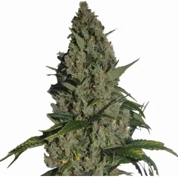 Semeno Nirvana - Amnesia 5 ks