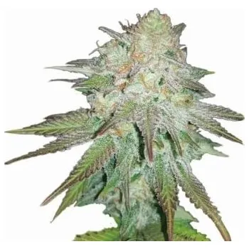 Semeno Nirvana - Raspberry Cough Auto 5 ks