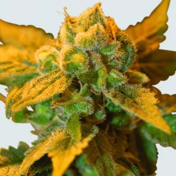 Semeno Nirvana - Raspberry Cough regular 10 ks