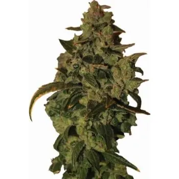 Semeno Nirvana - Auto Somango XXL 5 ks