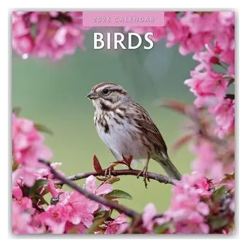 Encyklopedie Birds - Vögel 2025 - 16-Monatskalender - Red, Robin